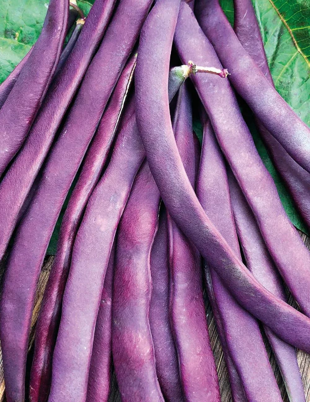 Purple Climbing Beans 